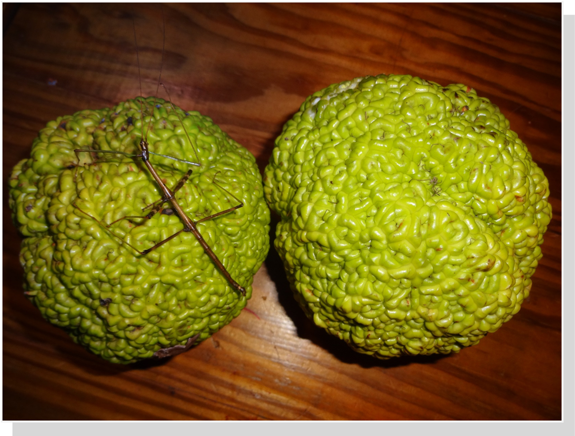 Osage Oranges with Stick Insect